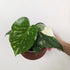 Monstera 'Thai Constellation' - 7cm pot